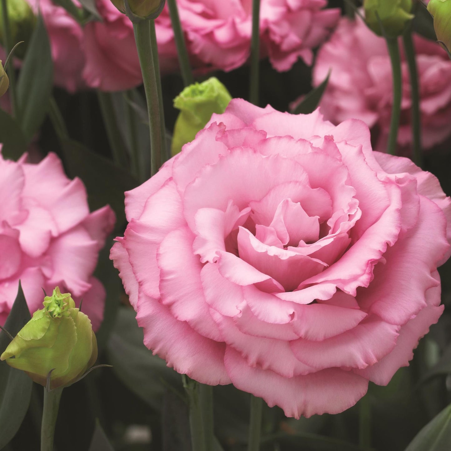 LISIANTHUS CORELLI SERIES