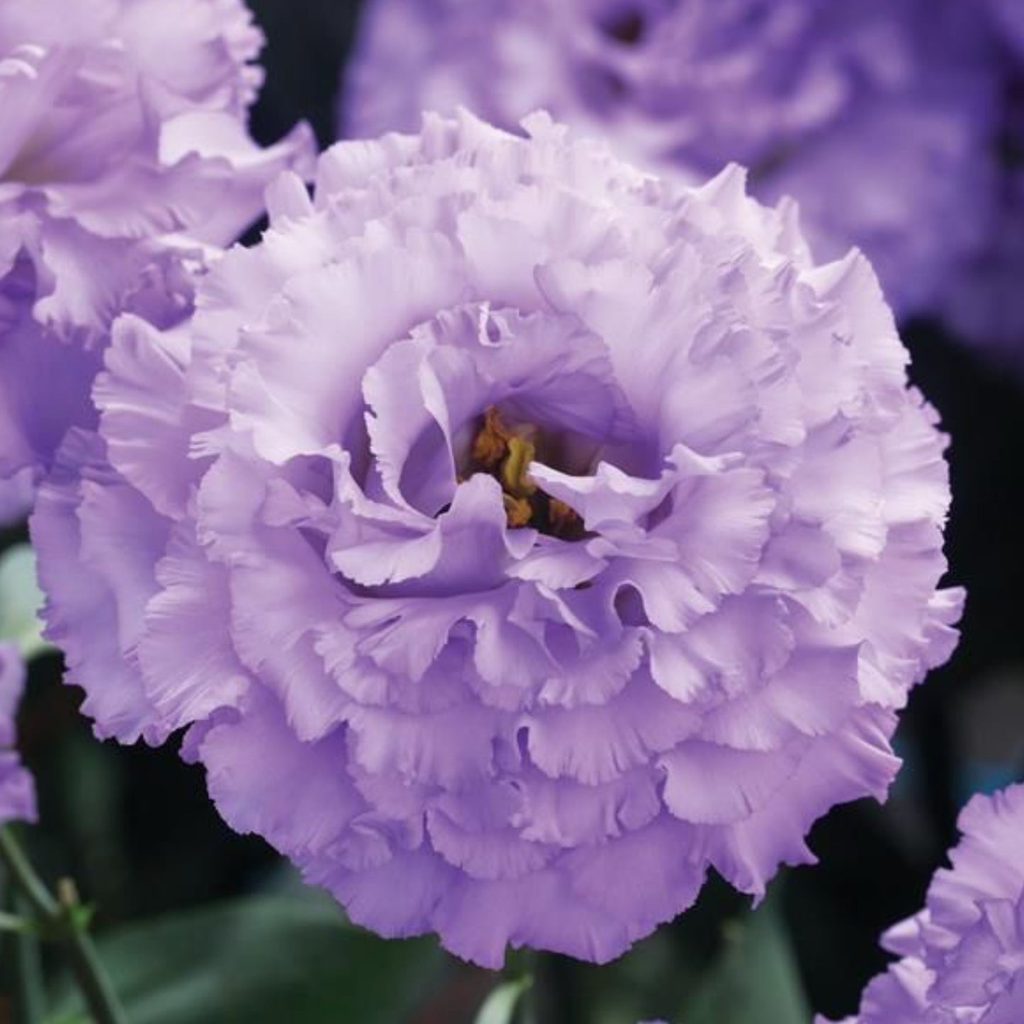 LISIANTHUS CORELLI SERIES