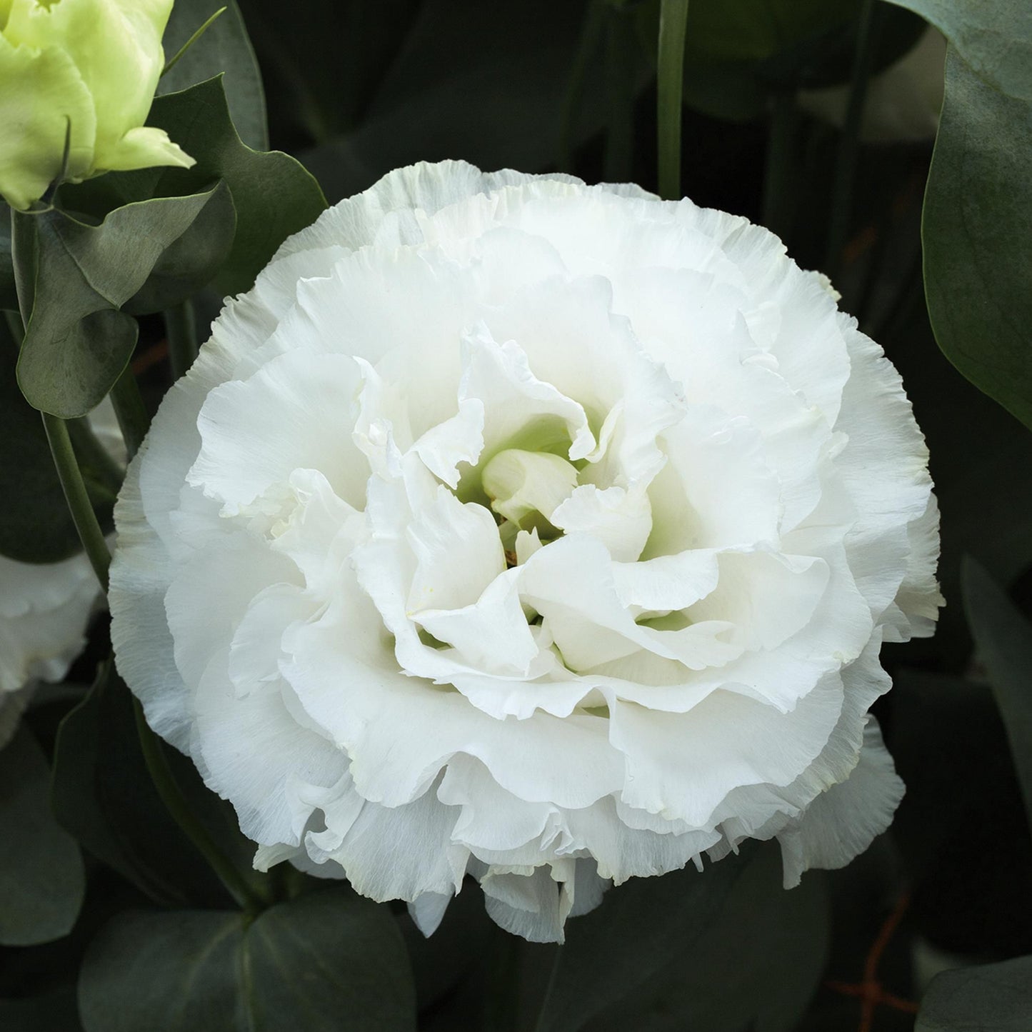 LISIANTHUS CORELLI SERIES