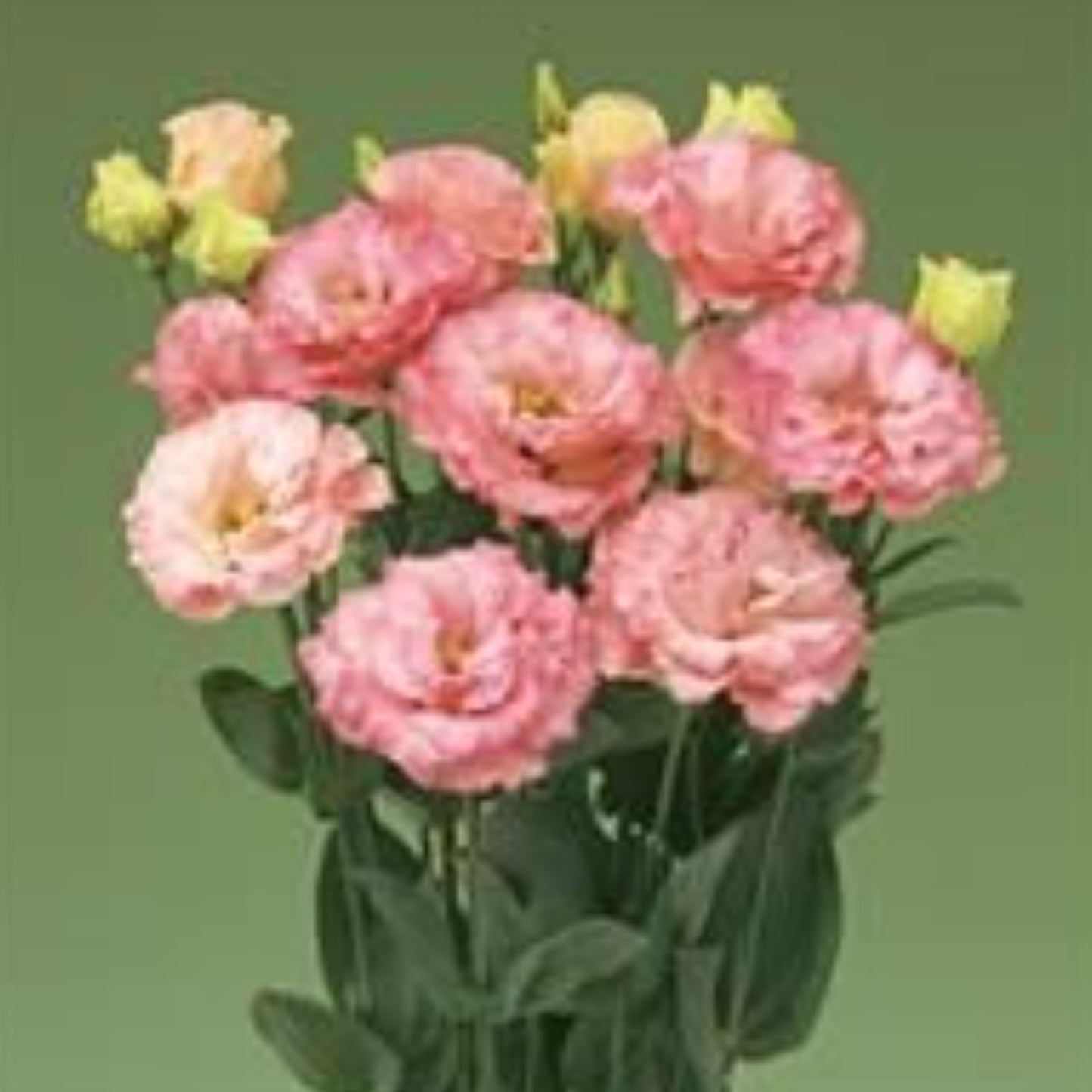 LISIANTHUS CORELLI SERIES