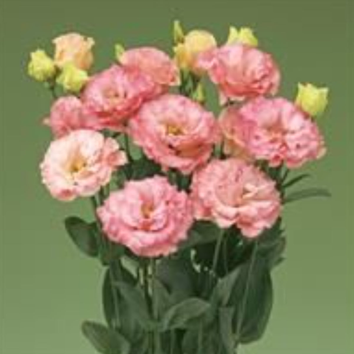 LISIANTHUS CORELLI SERIES – Flora Norton LLC