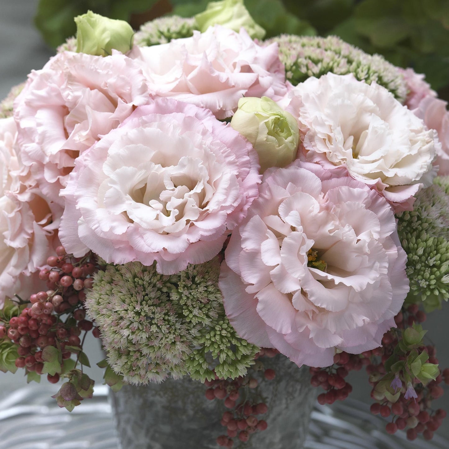 LISIANTHUS CORELLI SERIES