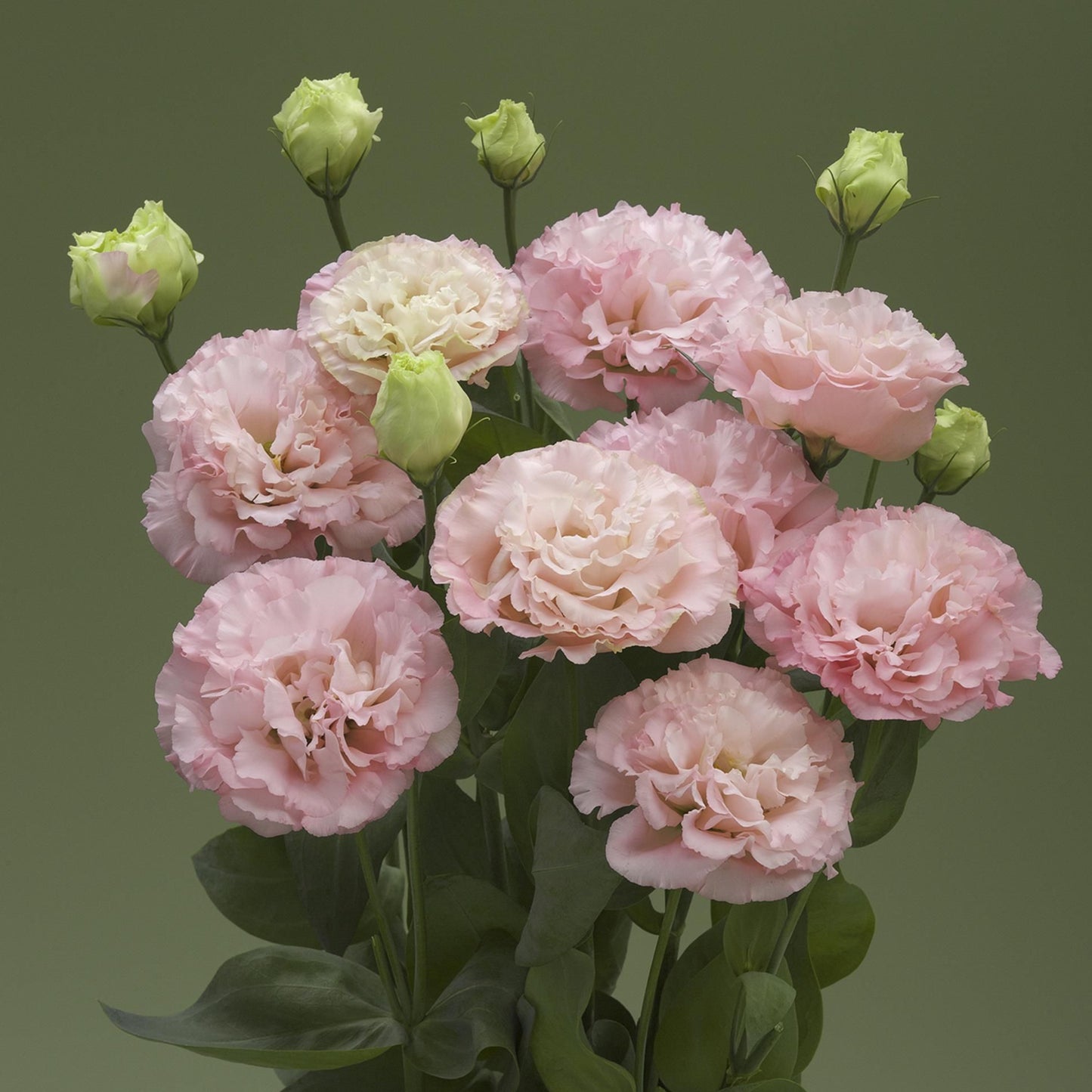 LISIANTHUS CORELLI SERIES