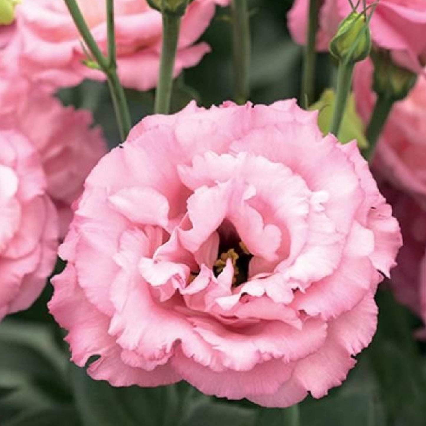 LISIANTHUS CORELLI SERIES