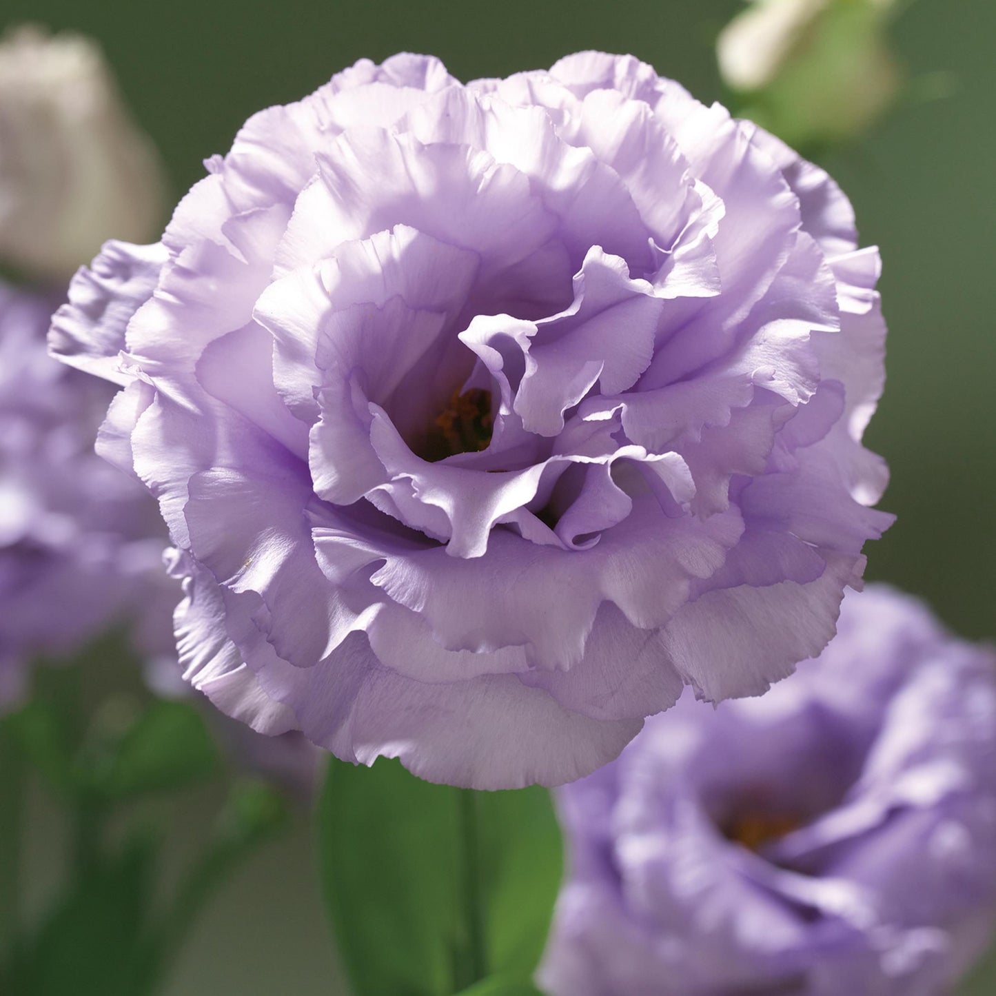 LISIANTHUS CORELLI SERIES