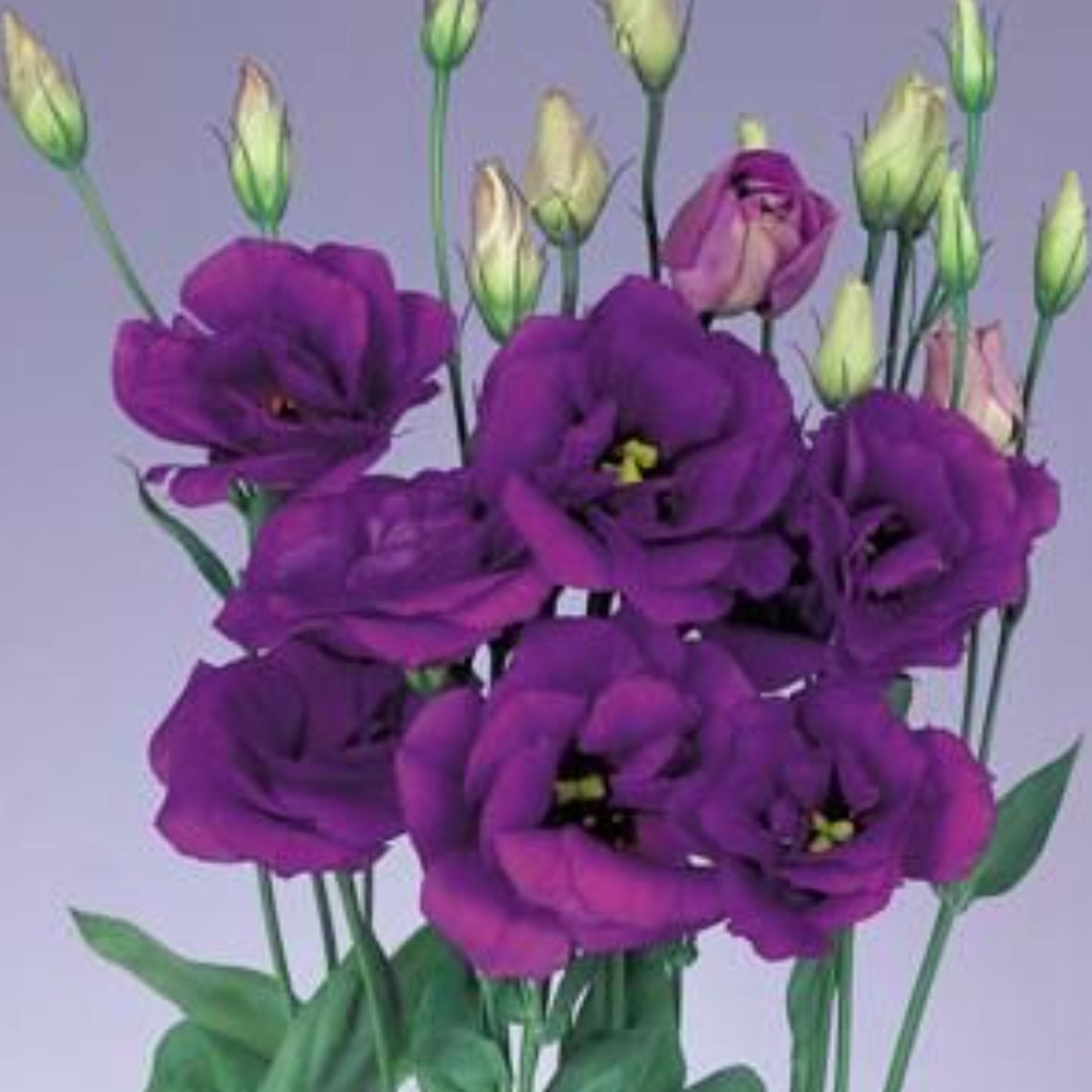 LISIANTHUS ECHO