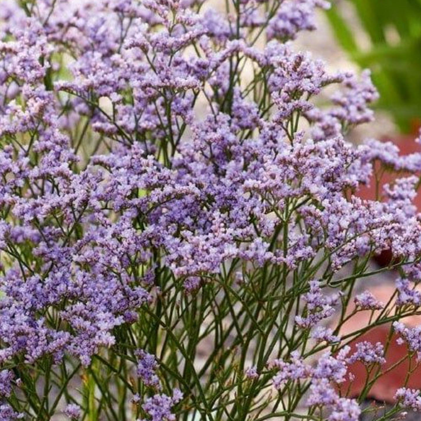 LIMONIUM DAZZLE ROCKS