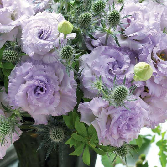 LISIANTHUS CORELLI SUGOI SERIES
