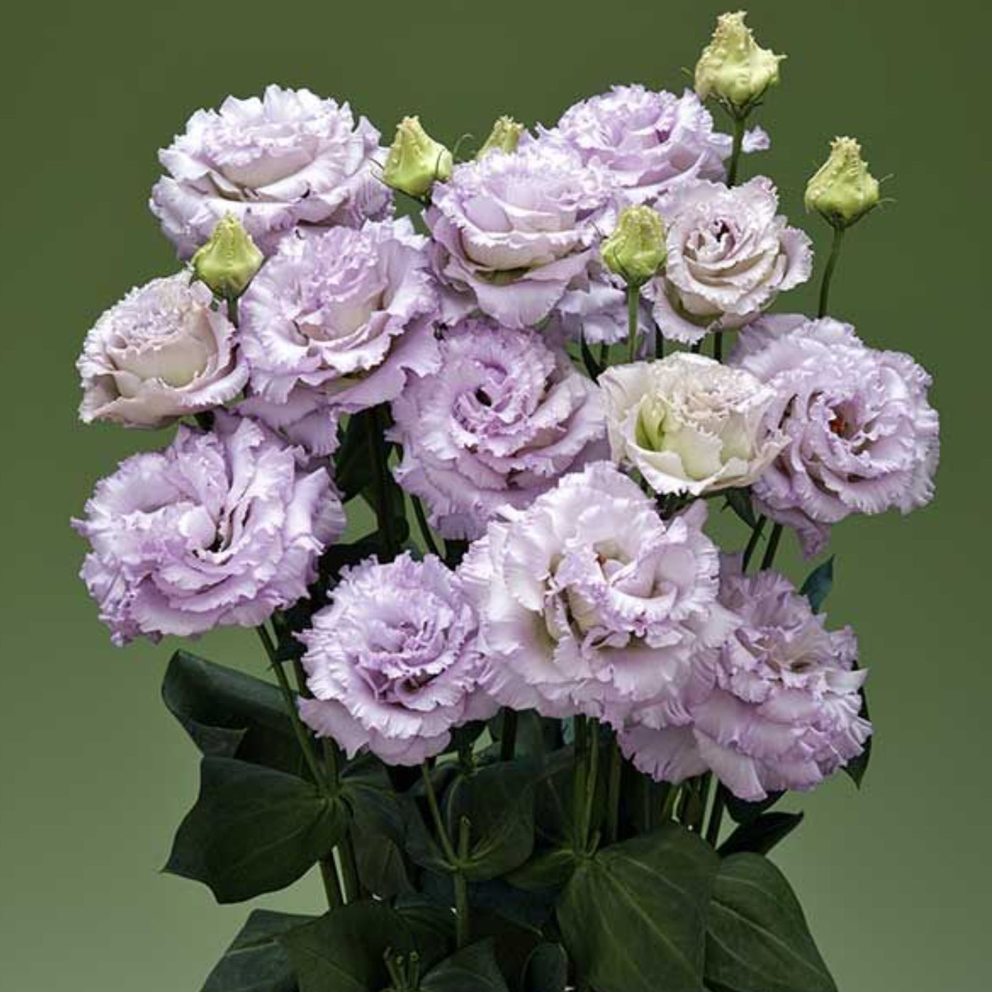 LISIANTHUS CORELLI SUGOI SERIES