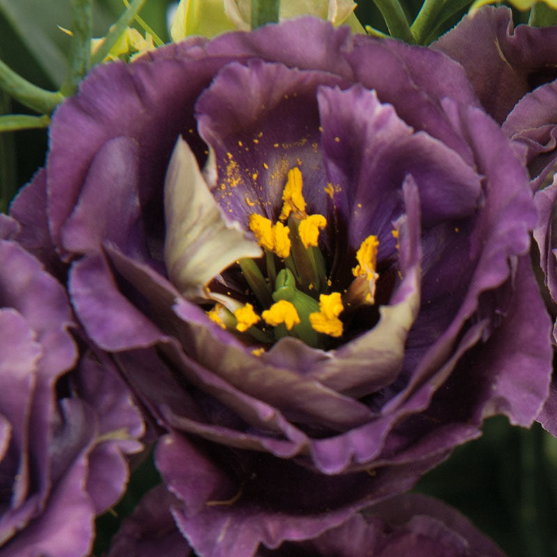 LISIANTHUS ROSANNE