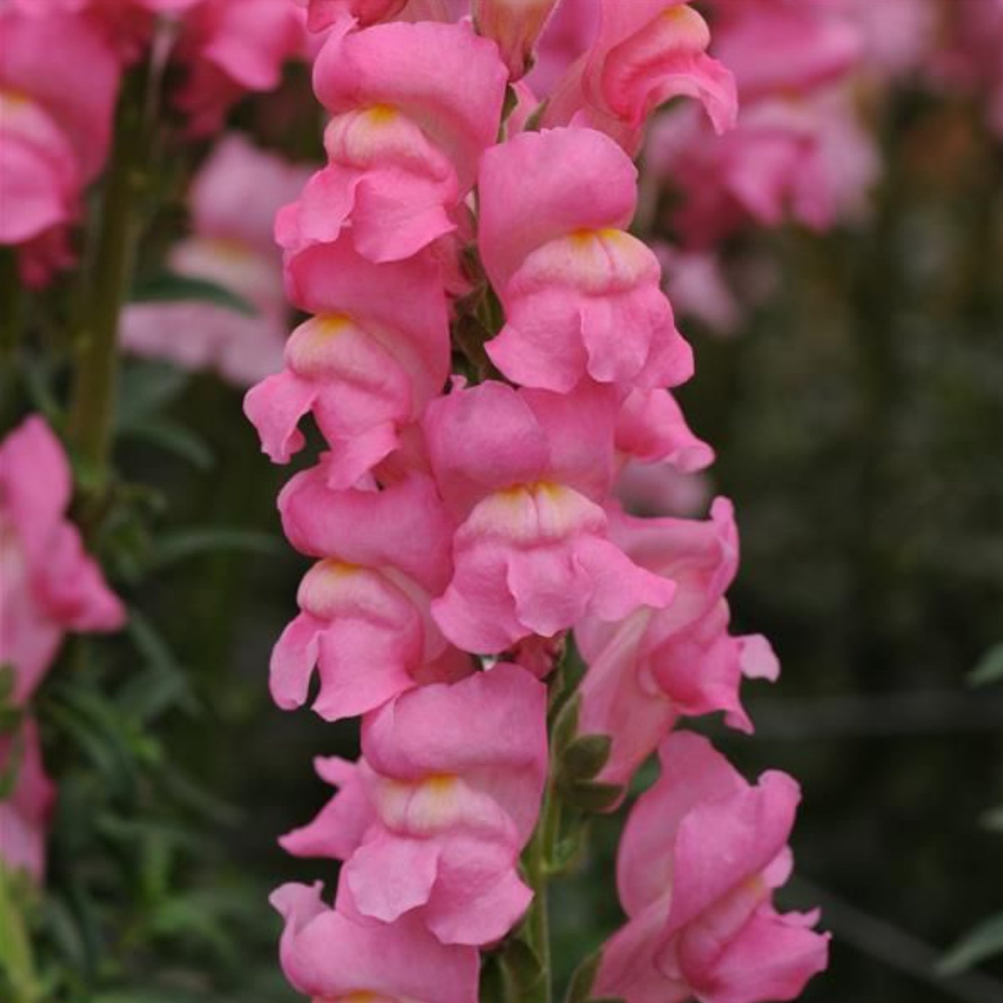 SNAPDRAGON POTOMAC™