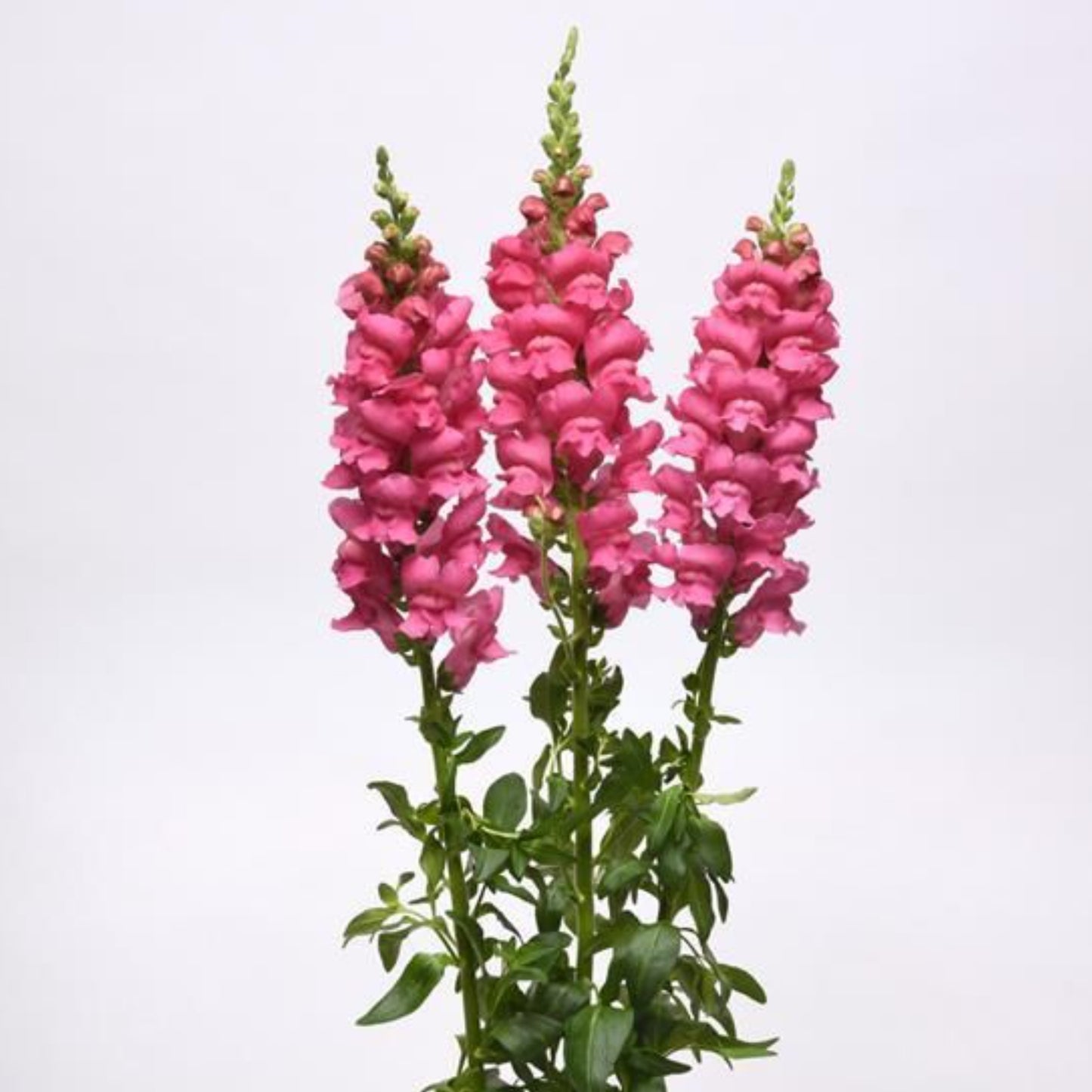 SNAPDRAGON POTOMAC™