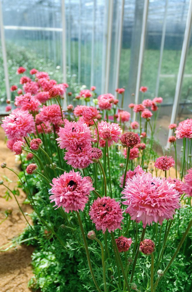 RANUNCULUS POODLE RAMLIA   5 Corms