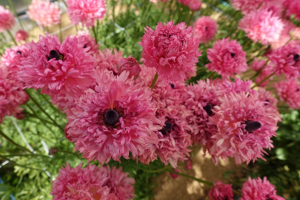 RANUNCULUS POODLE RAMLIA   5 Corms