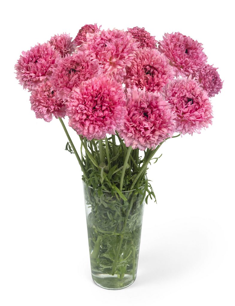 RANUNCULUS POODLE RAMLIA   5 Corms