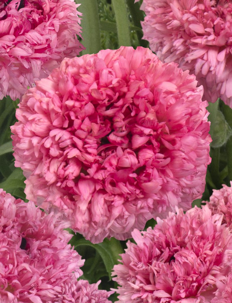 RANUNCULUS POODLE RAMLIA   5 Corms