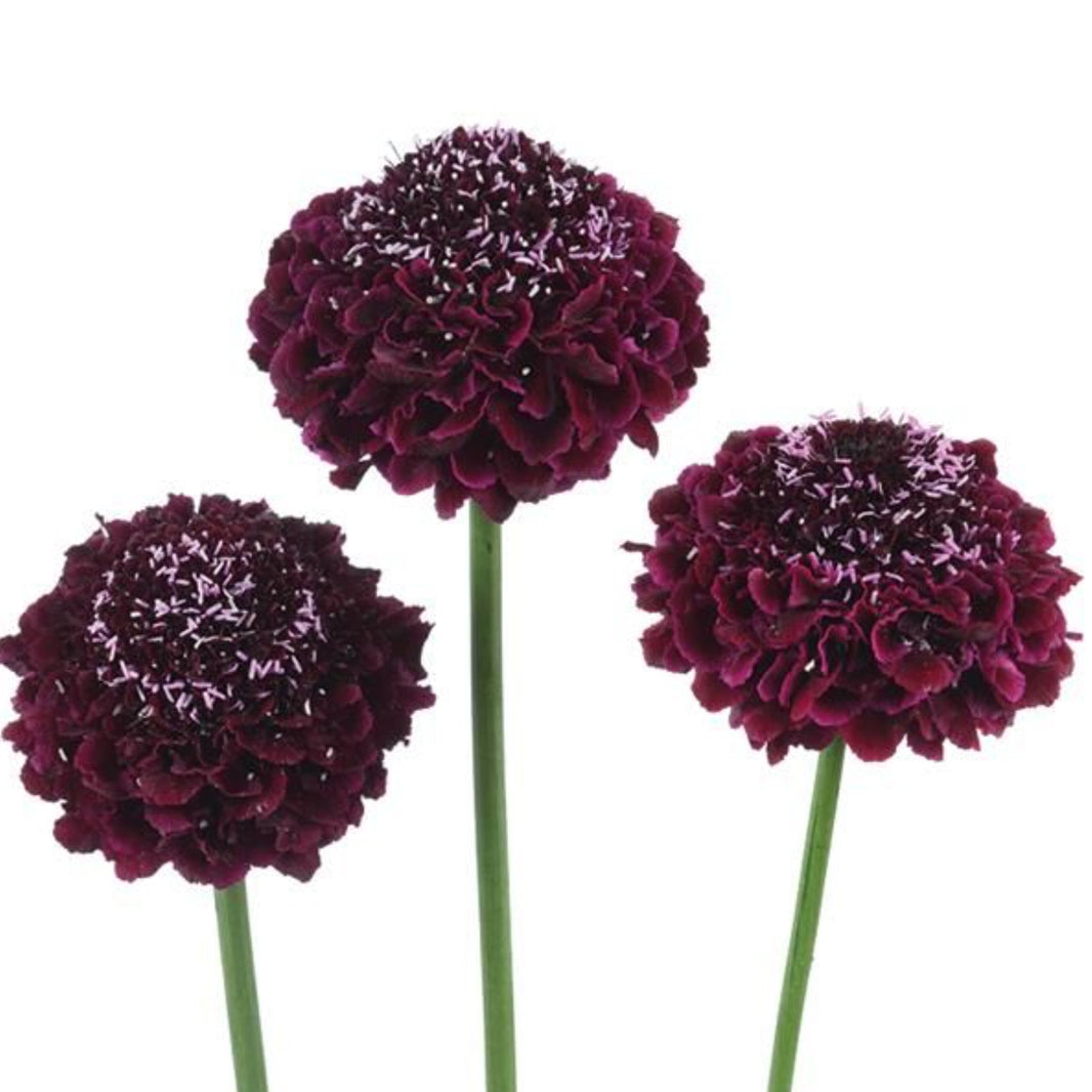 Scanbiosa Flowers - Assorted Colors (18 ct)