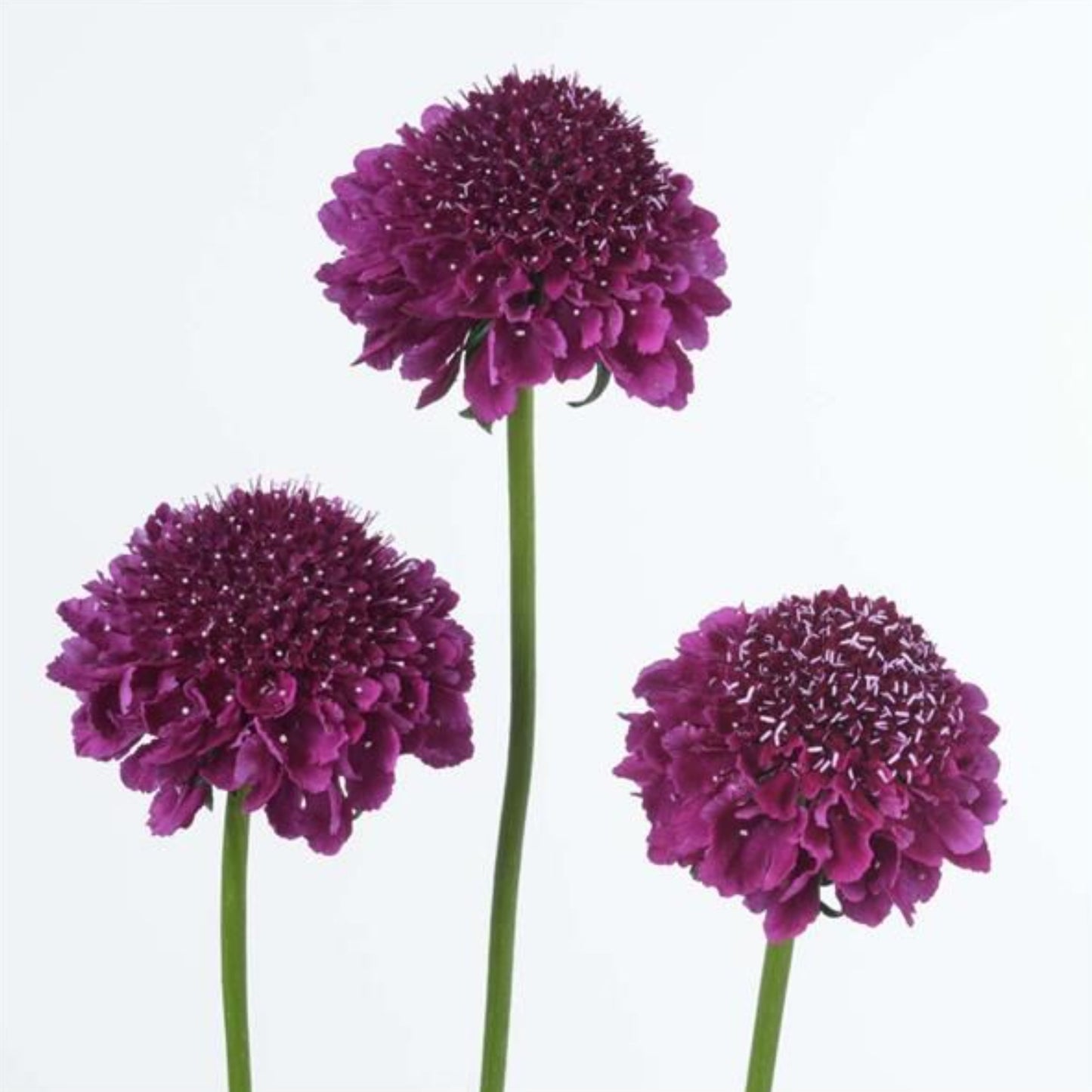 SCOOP® FOCAL SCABIOSA