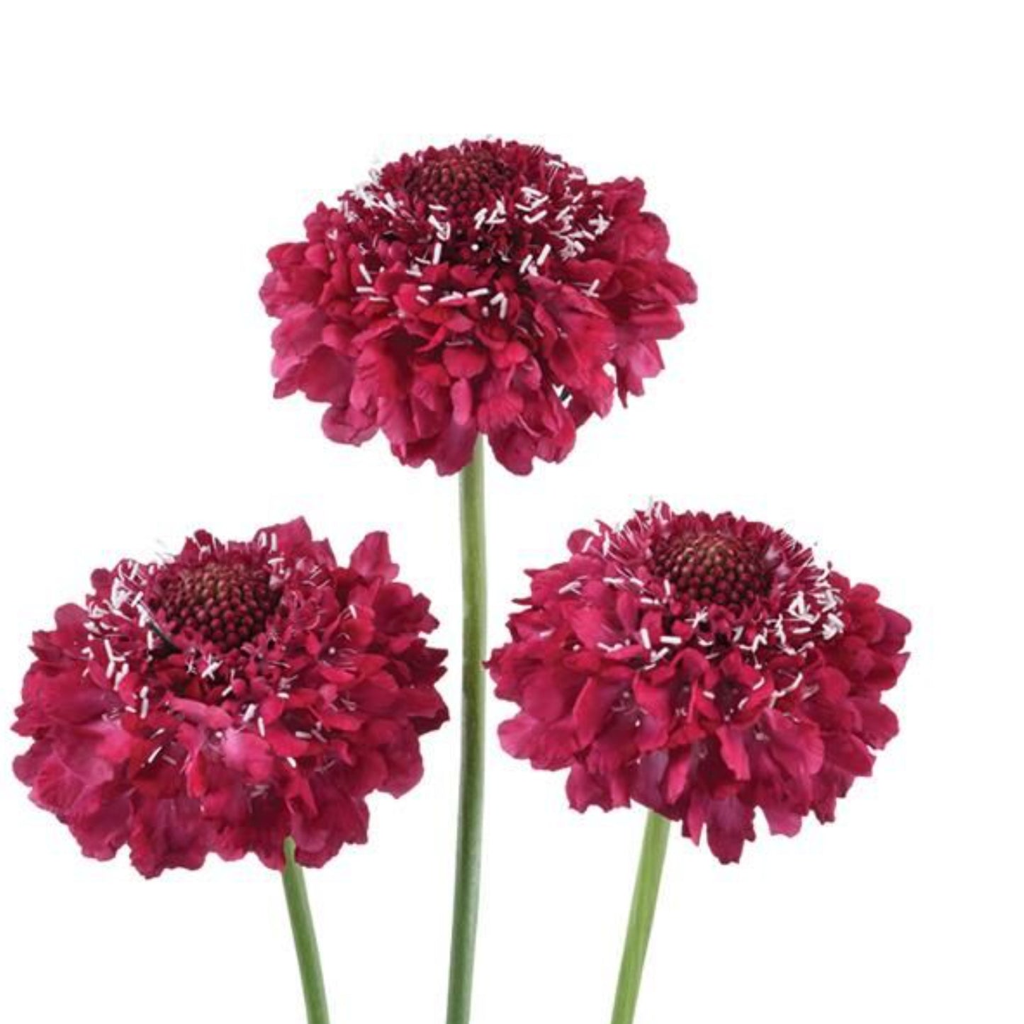 SCOOP® FOCAL SCABIOSA