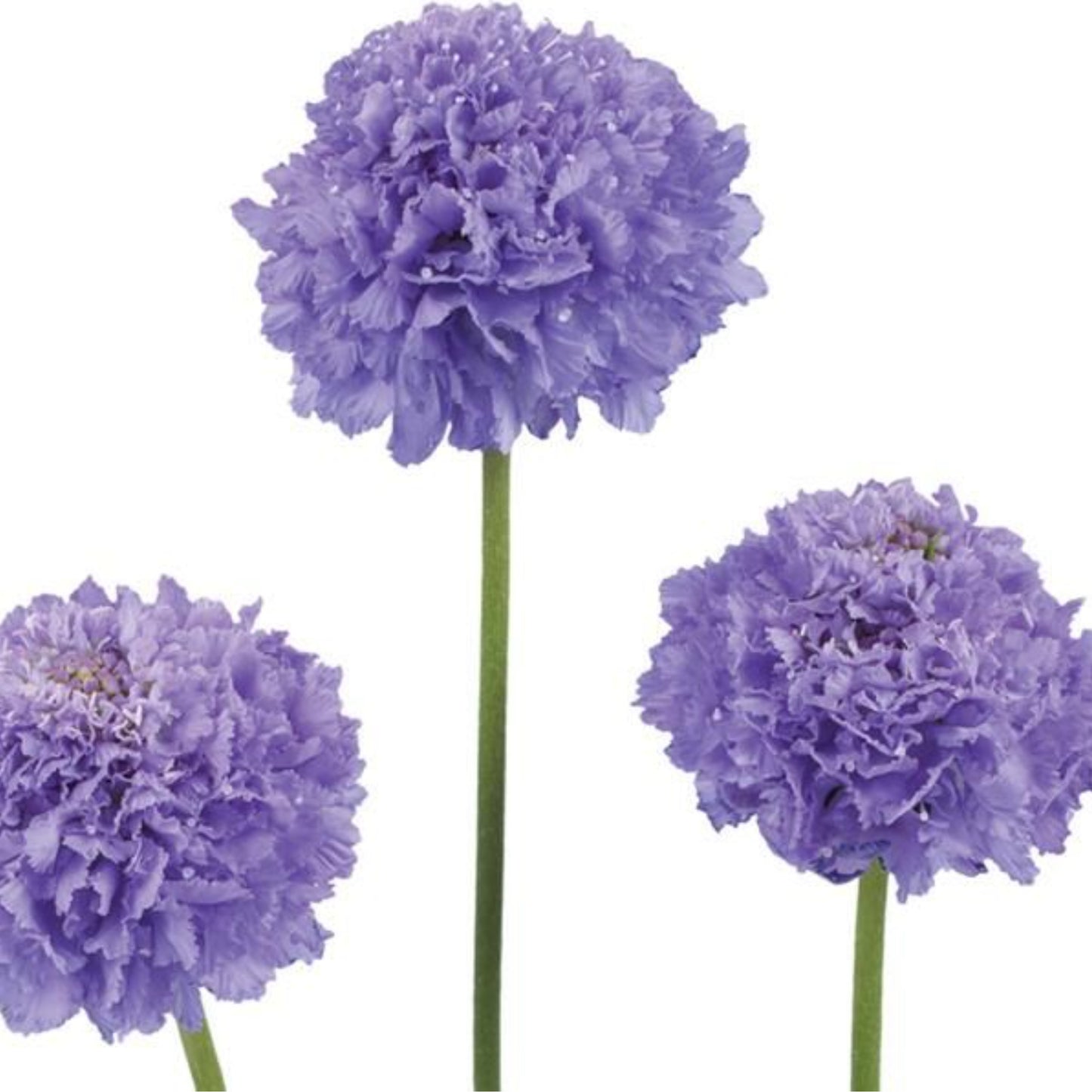 SCOOP® FOCAL SCABIOSA