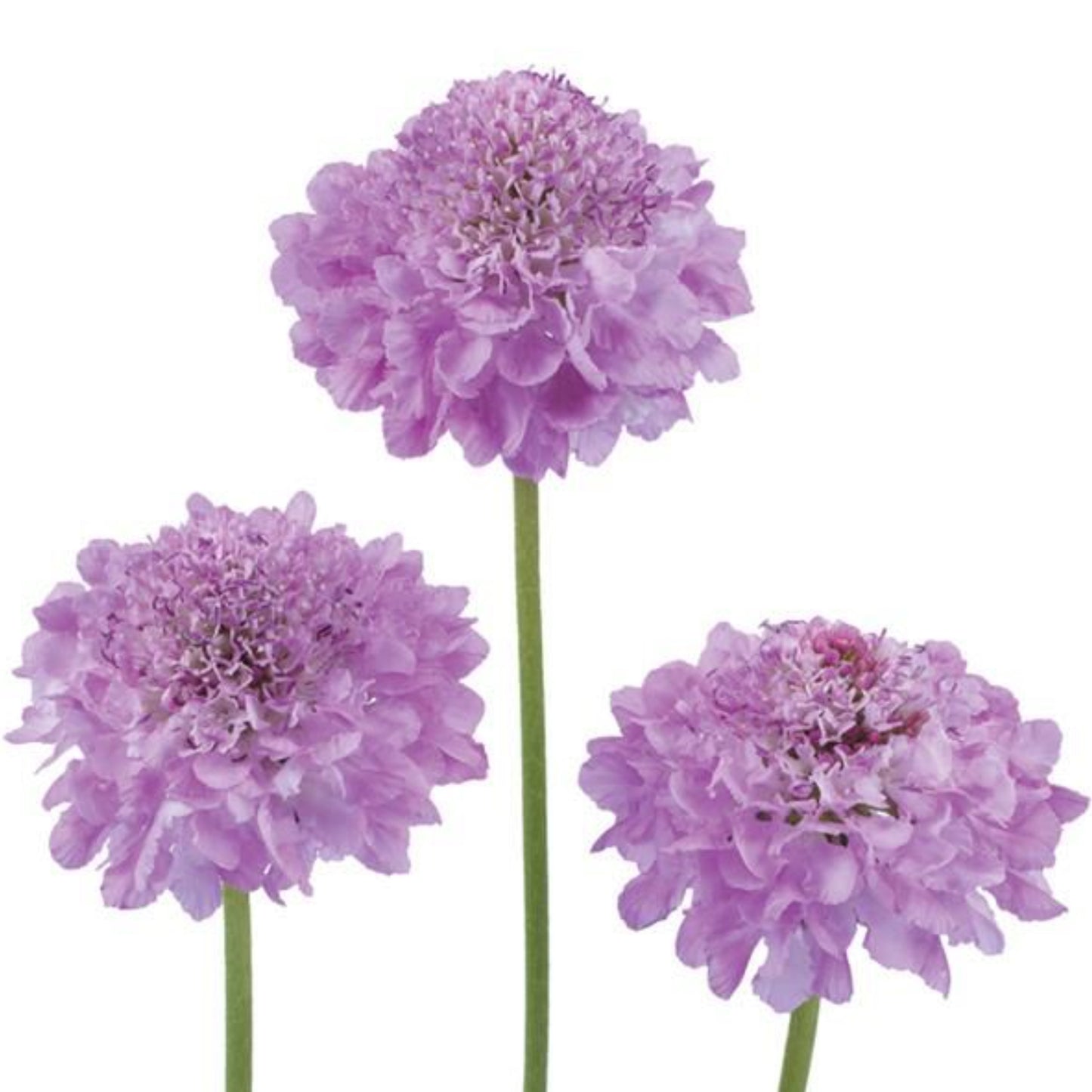 SCOOP® FOCAL SCABIOSA