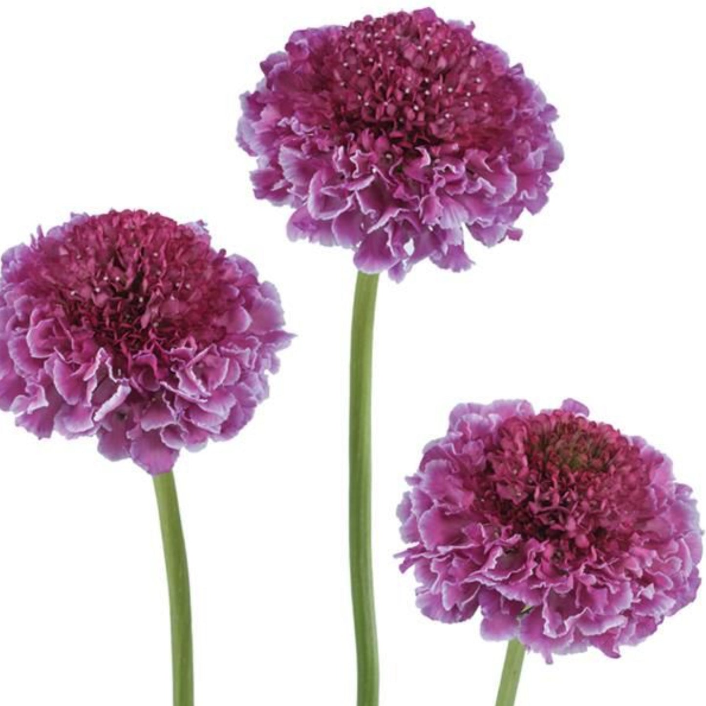 SCOOP® FOCAL SCABIOSA