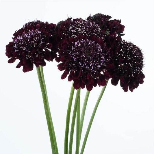 SCOOP® SCABIOSA BY DANZIGER