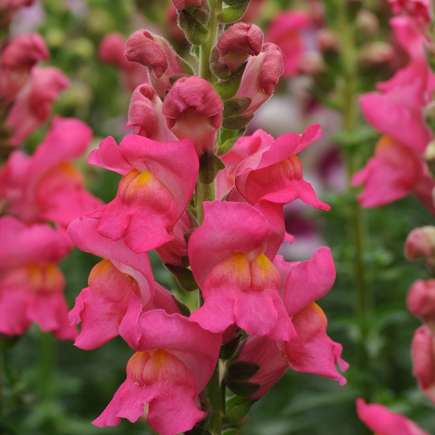 SNAPDRAGON POTOMAC™