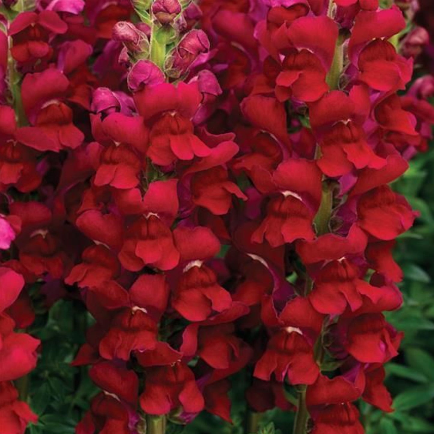 SNAPDRAGON OPUS