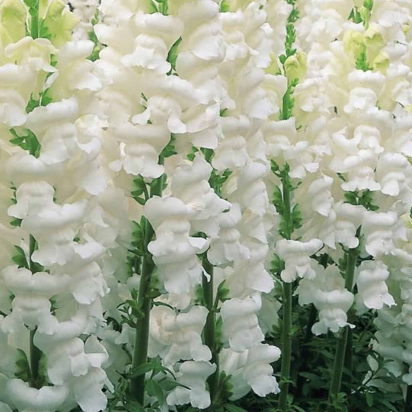 SNAPDRAGON OPUS