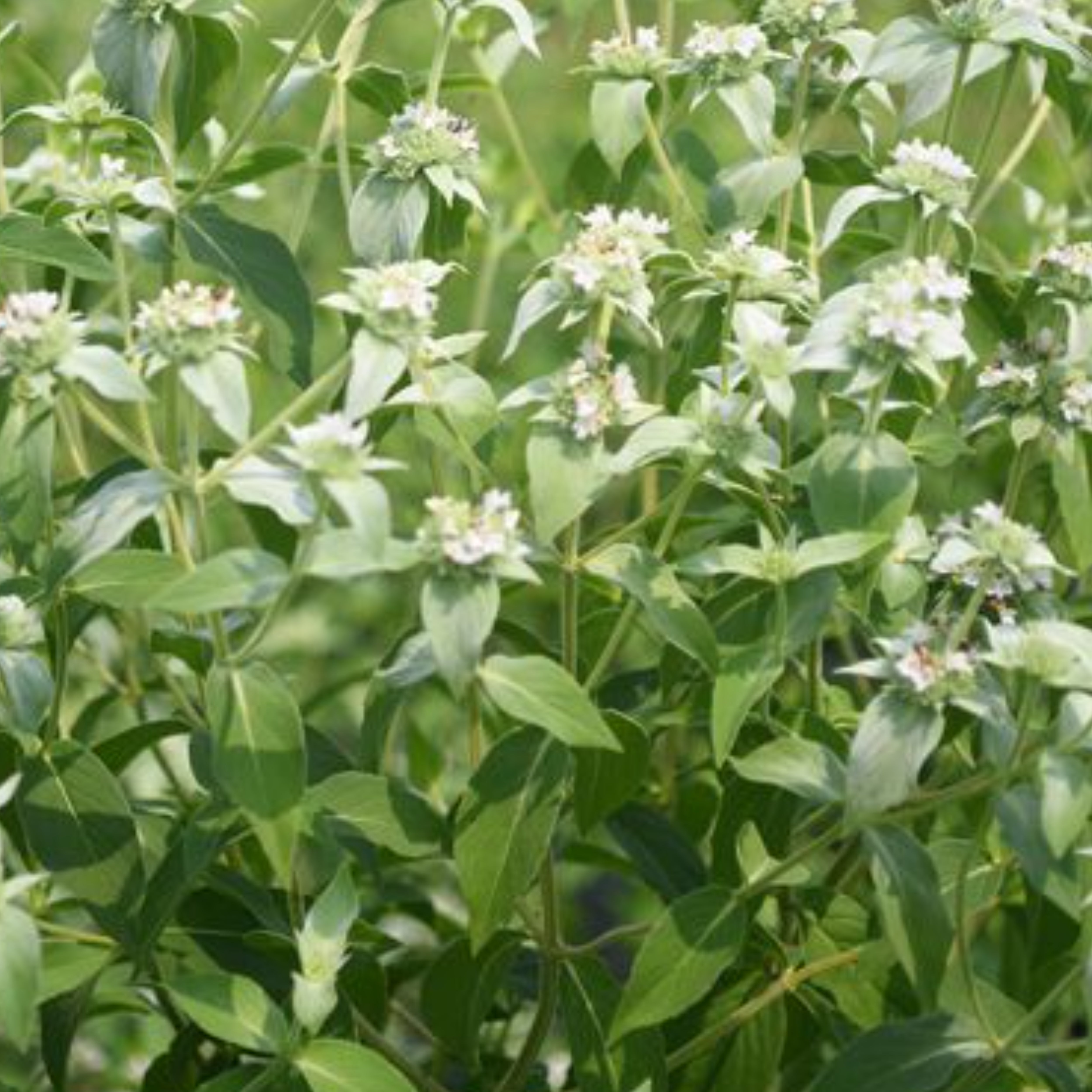 Normal Mint MOUNTAIN MINT – Flora Norton LLC