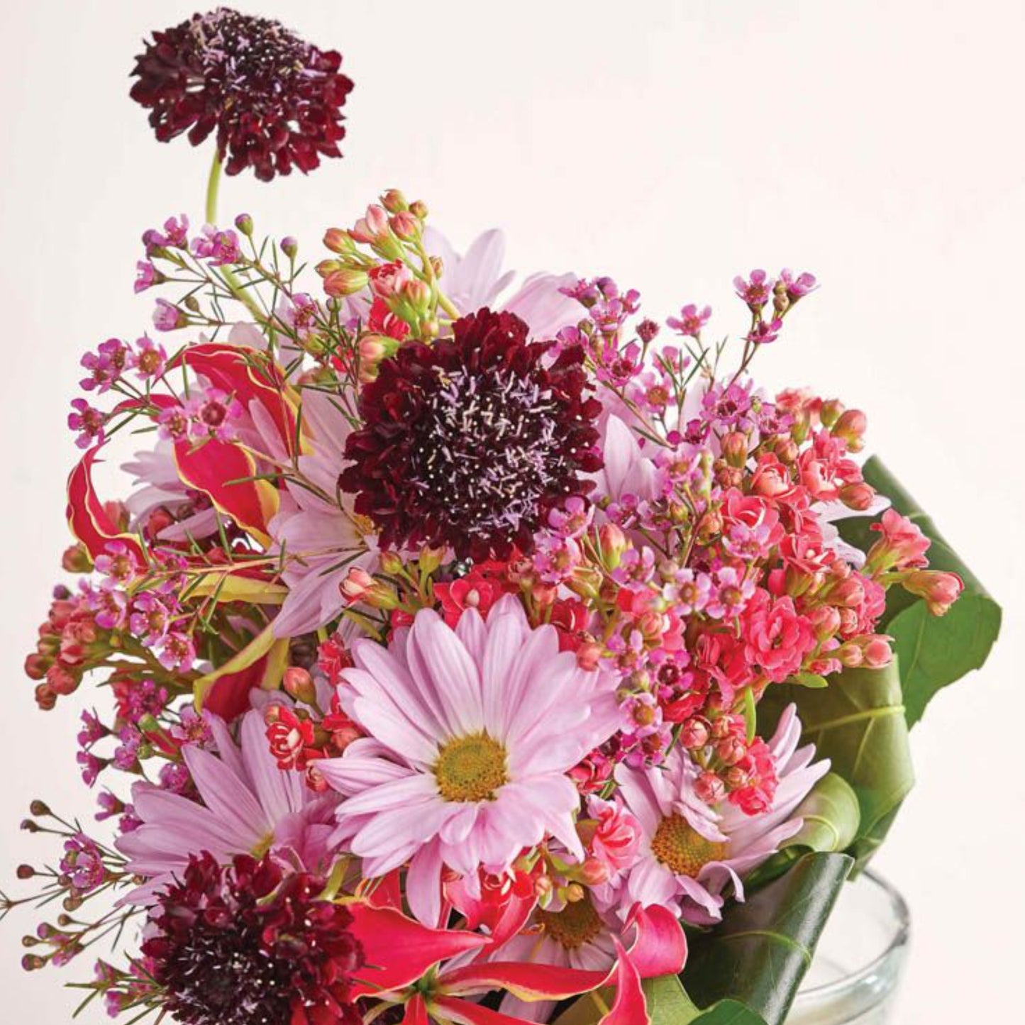 SCOOP® FOCAL SCABIOSA