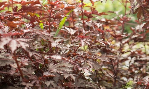 MAHOGANY SPLENDOR HIBISCUS