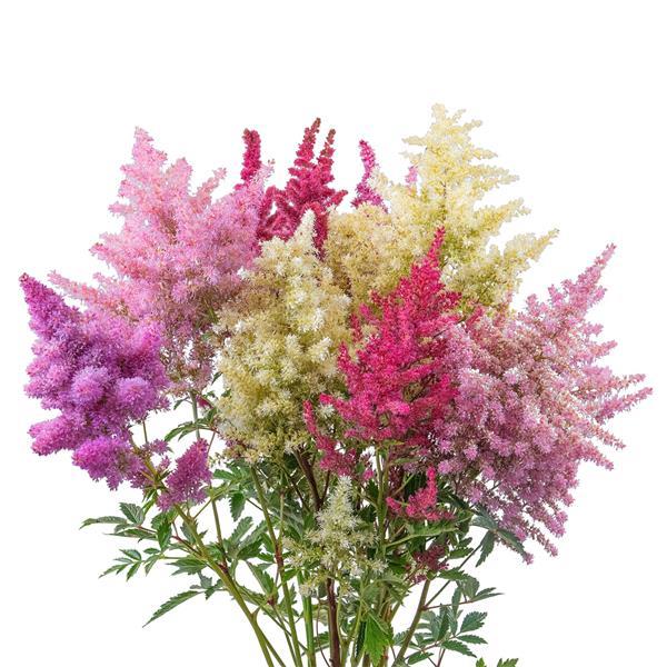 ASTILBE RHAPSODY MIX