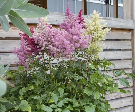 ASTILBE RHAPSODY MIX