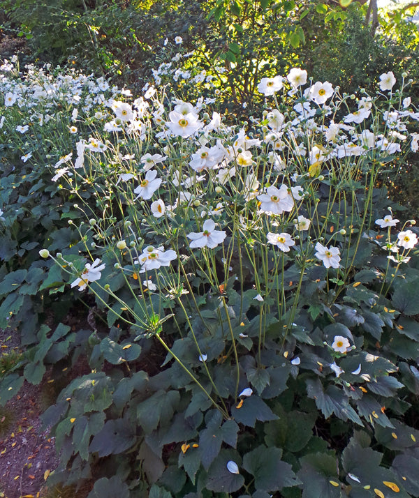 JAPANESE ANEMONE HONORINE JOBERT