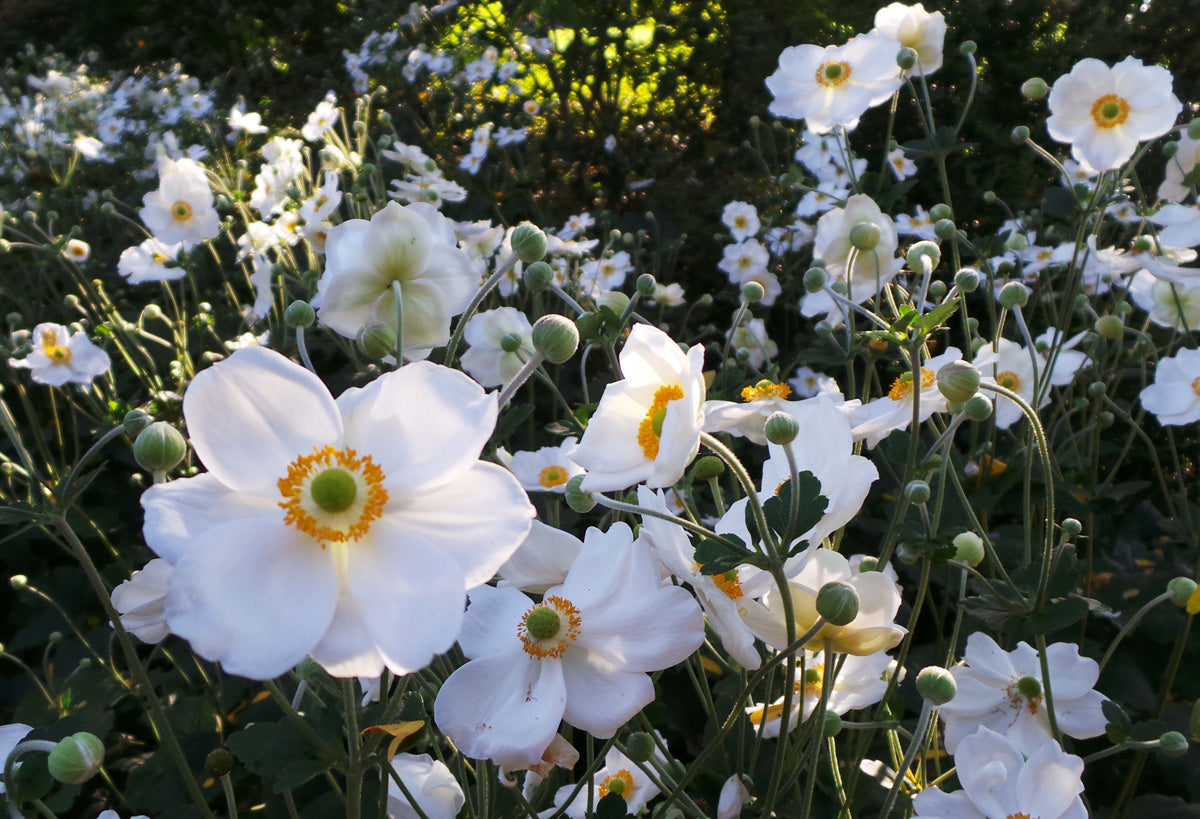 JAPANESE ANEMONE HONORINE JOBERT