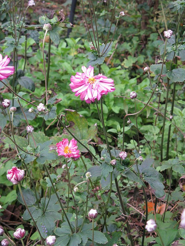 JAPANESE ANEMONE PAMINA