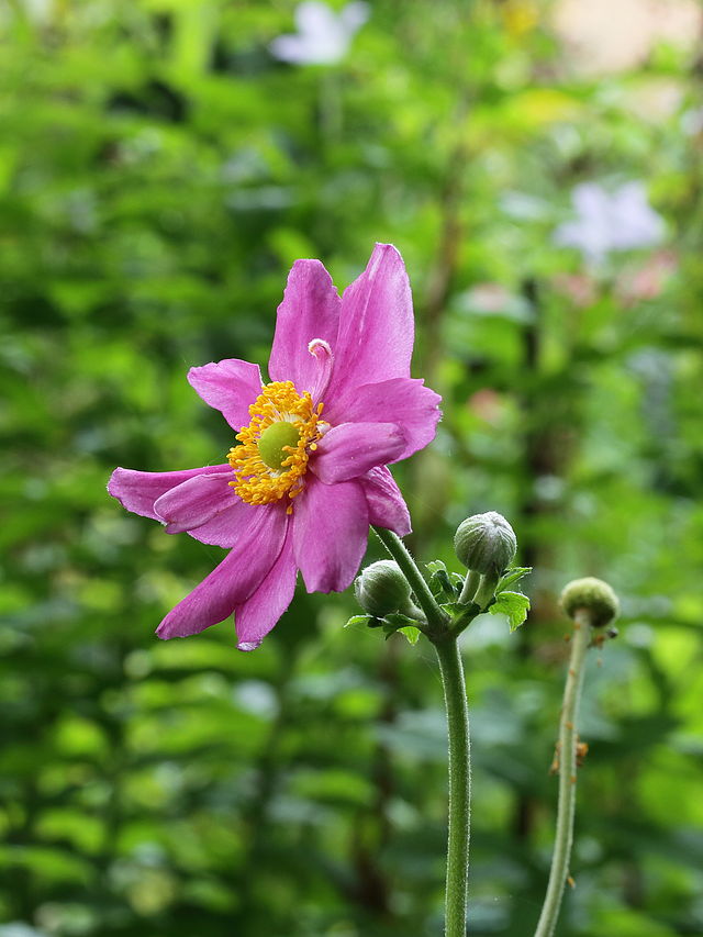 JAPANESE ANEMONE PAMINA