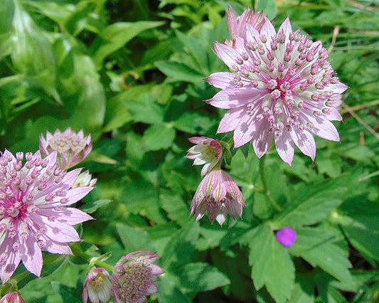 ASTRANTIA ROMA