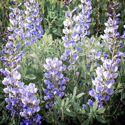 BAPTISIA PIXIE PERIWINKLE