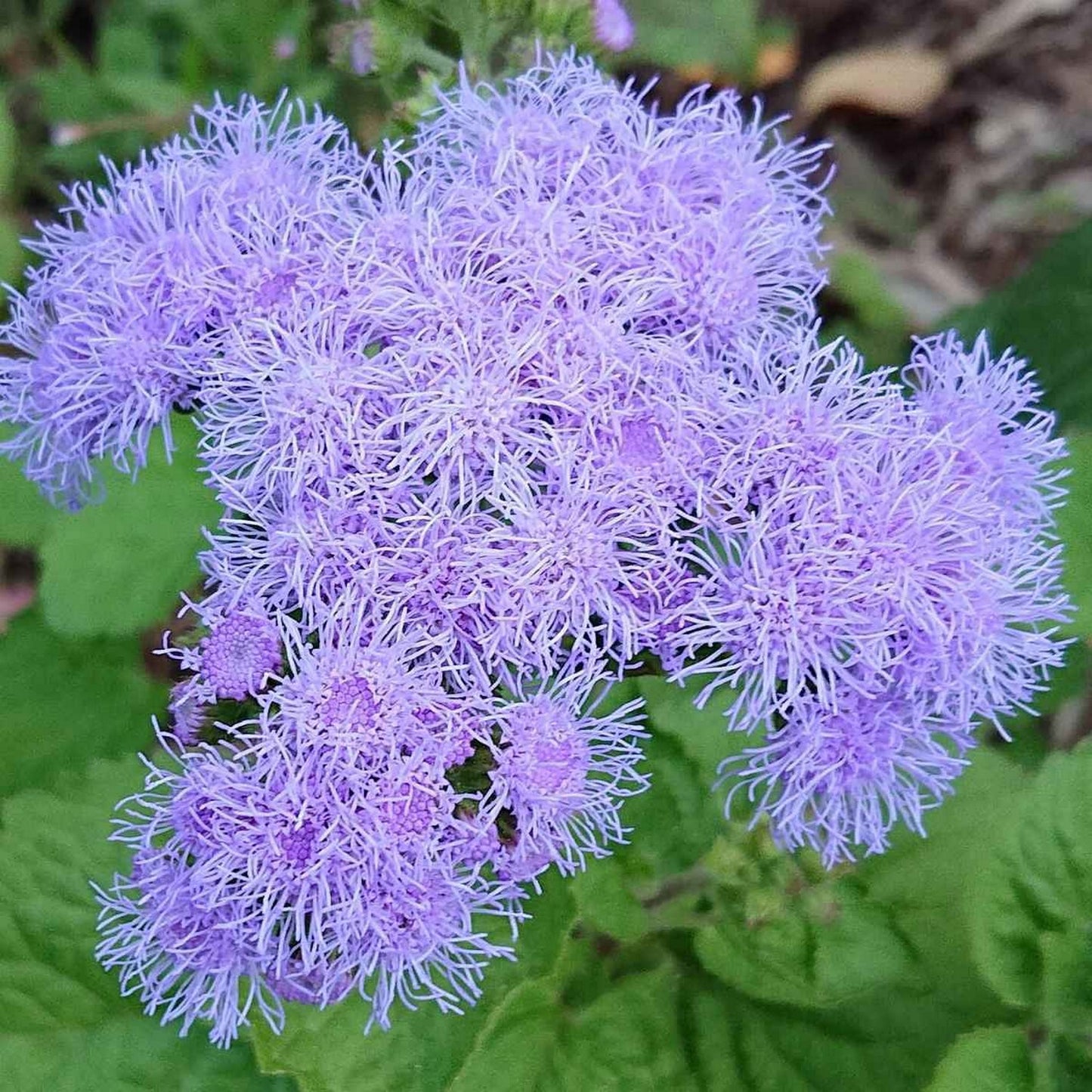 AGERATUM BLUE HORIZON