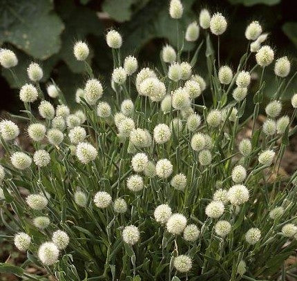 ORNAMENTAL ’BUNNY TAILS’ GRASS