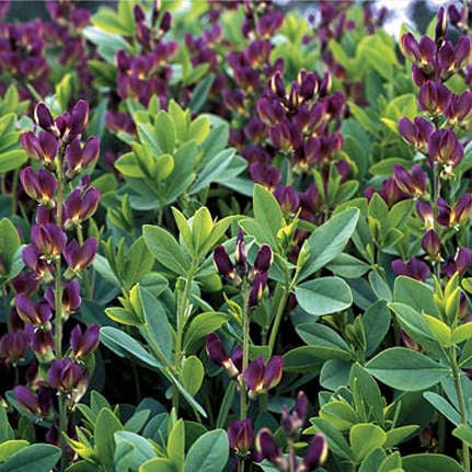 BAPTISIA TWILITE PRAIRIE BLUES™