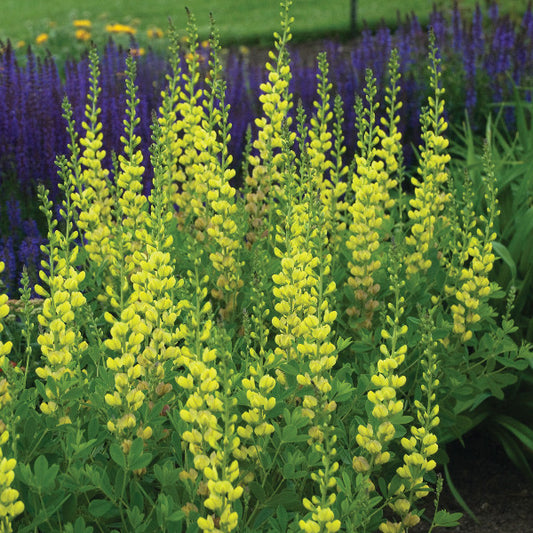 BAPTISIA SOLAR FLARE PRAIRIE BLUES™