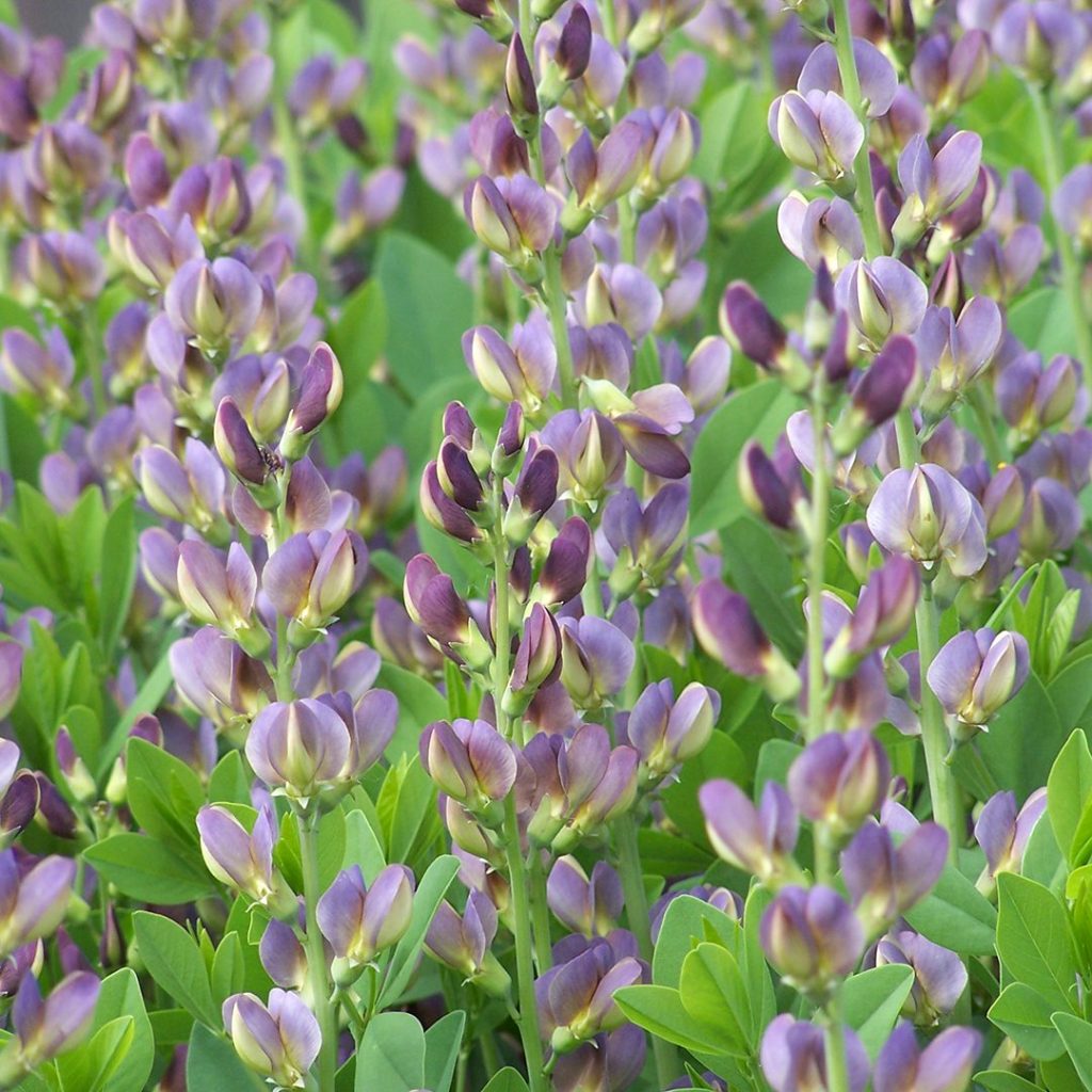 BAPTISIA TWILITE PRAIRIE BLUES™