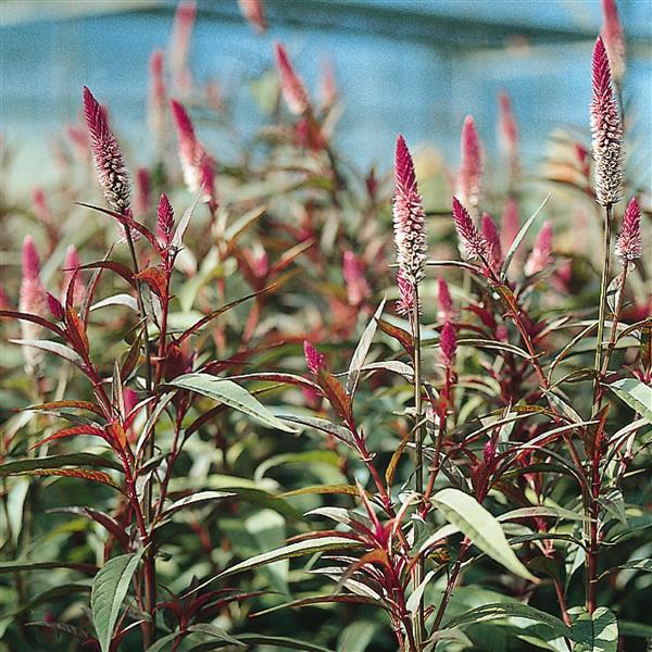 CELOSIA ‘FLAMINGO FEATHER PURPLE’