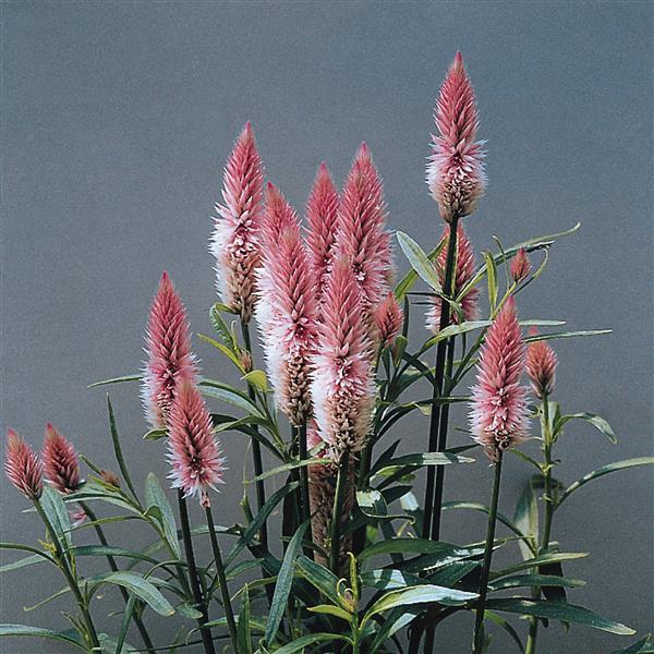 CELOSIA 'FALMINGO FEATHER PINK'