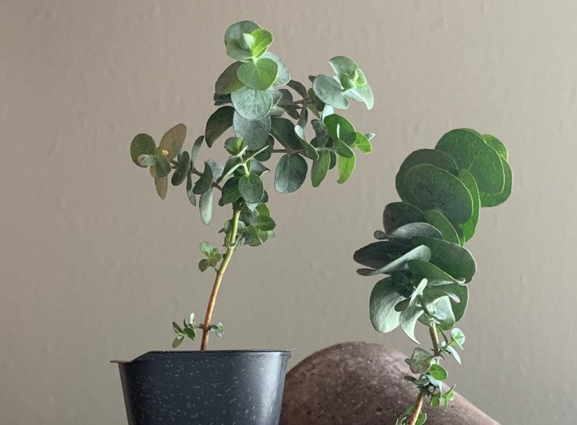 EUCALYPTUS BABY BLUE