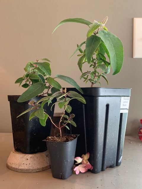 EUCALYPTUS LEMON BUSH